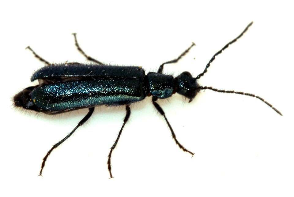 Dasytes-cyaneus-09-fws