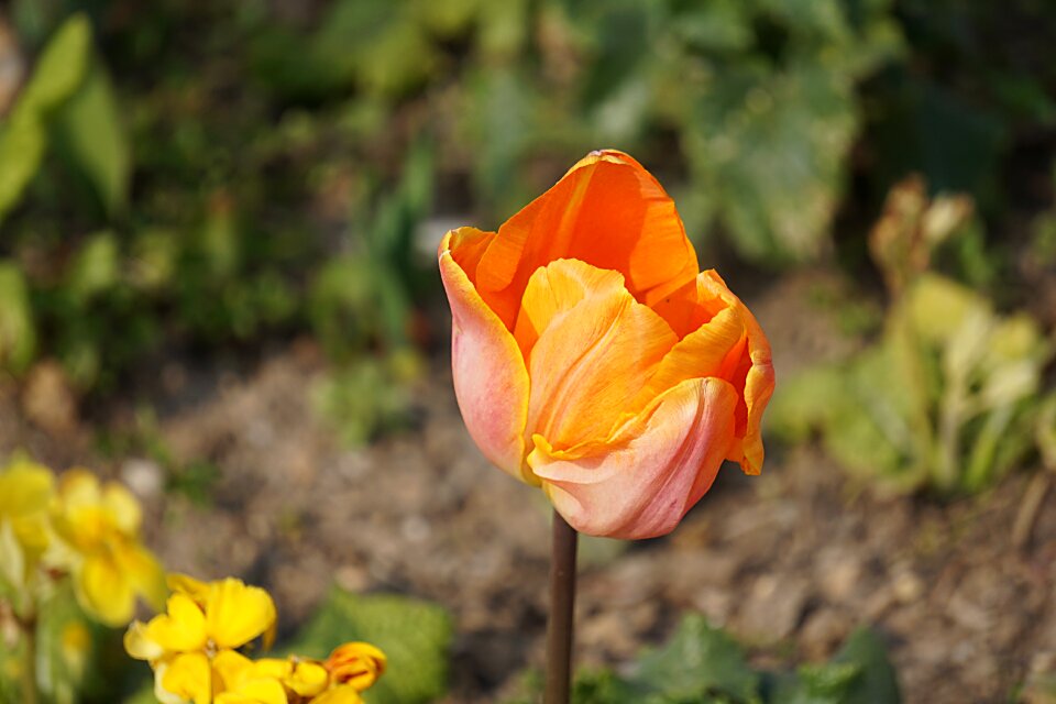 Spring nature tulip spring