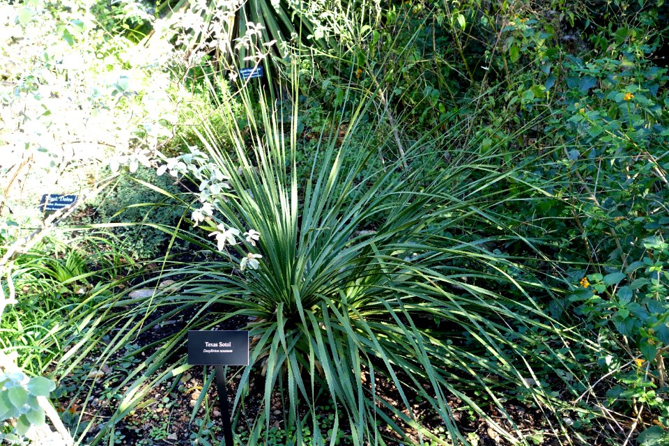 Dasylirion texanum - Zilker Botanical Garden - Austin, Texas - DSC08737