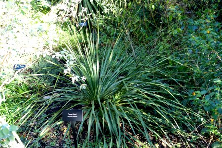 Dasylirion texanum - Zilker Botanical Garden - Austin, Texas - DSC08737