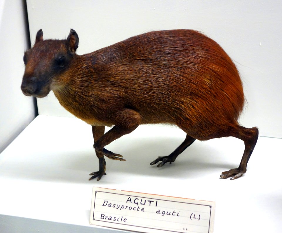 Dasyprocta sp. - Museo Civico di Storia Naturale Giacomo Doria - Genoa, Italy - DSC02872