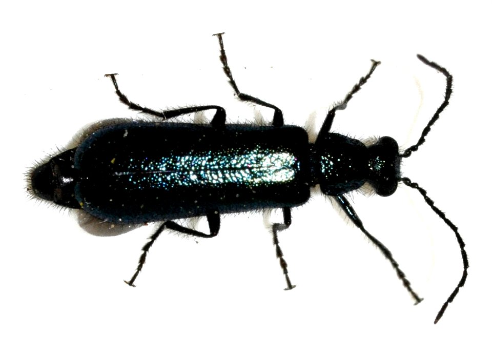 Dasytes-cyaneus-08-fws