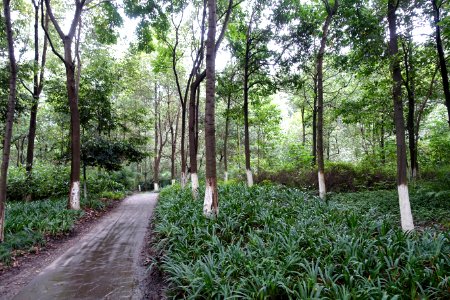 Dashahe River Greenway - Chengdu, China - DSC05522