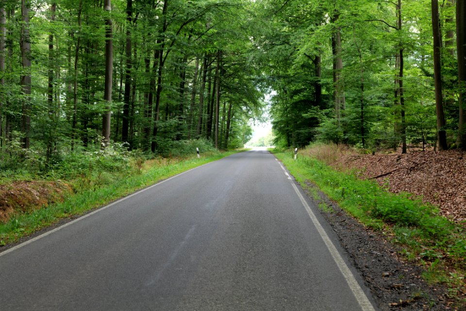 Dannenrod Forest 2020-08-21 25