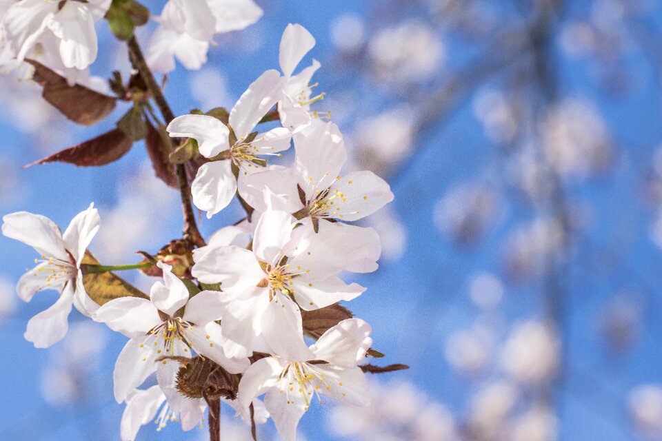 Tree spring flower