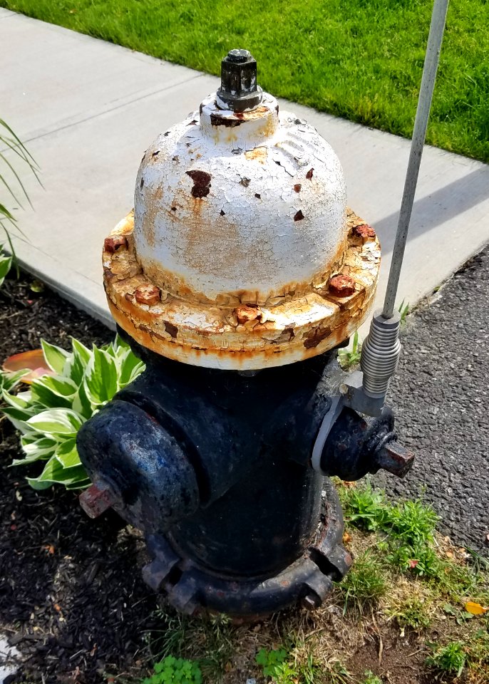 Darling fire hydrant - Arlington, MA