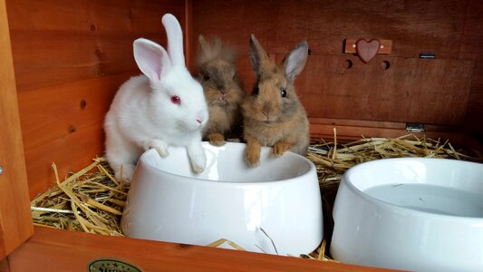 Dwarf rabbit lion heads pet