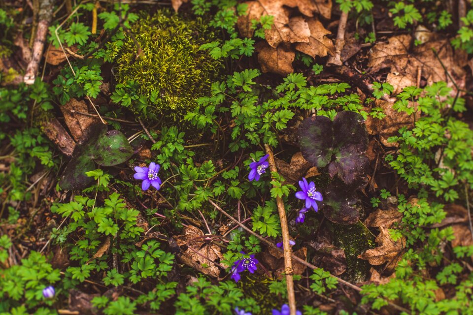 Nature wood forrest