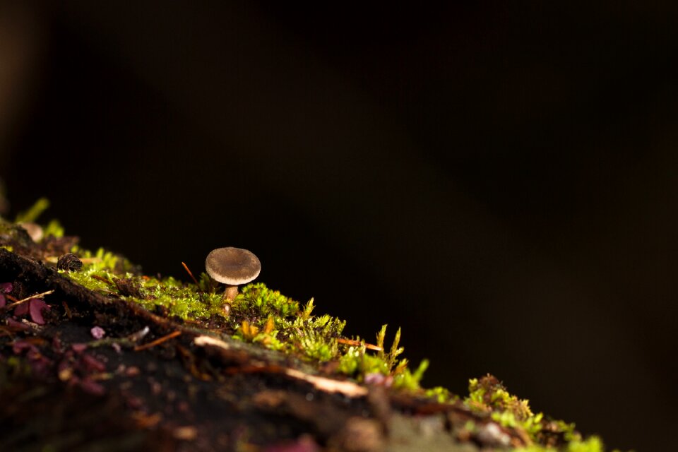 Moss tree fungus sponge