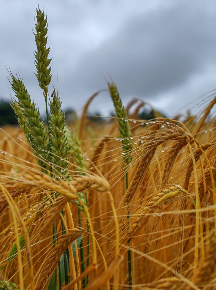 Agriculture field field crops