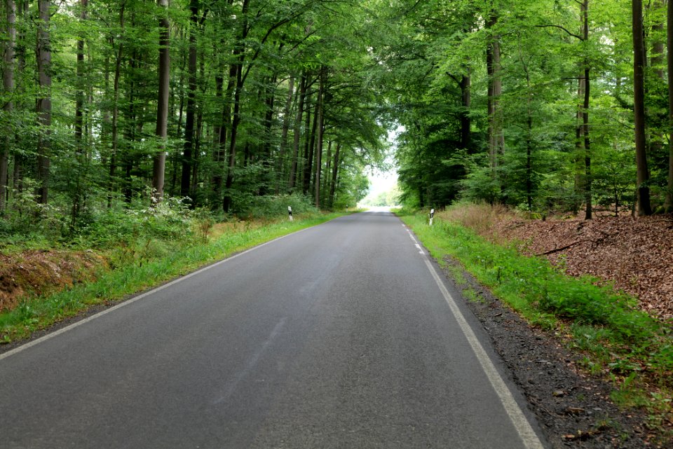 Dannenrod Forest 2020-08-21 24