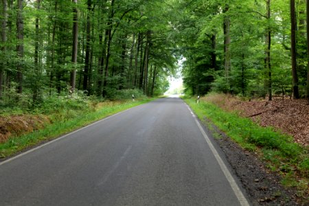 Dannenrod Forest 2020-08-21 24
