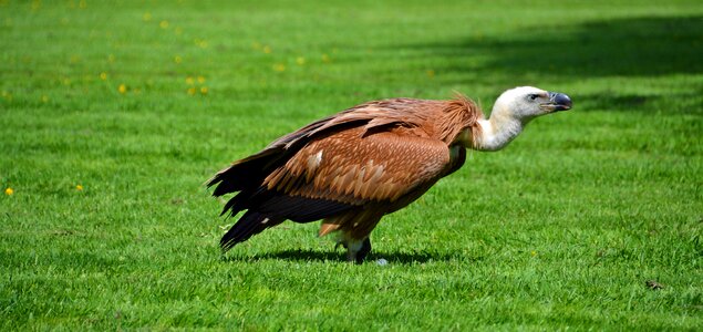 Raptor animal nature