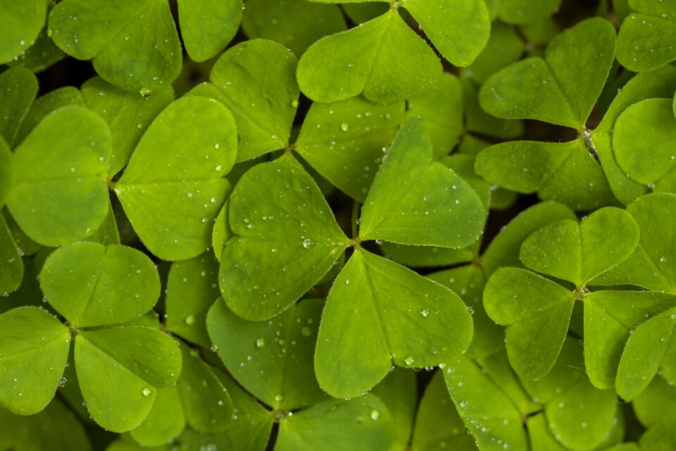 Four leaf clover common wood sorrel clover carpet