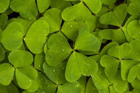 Four leaf clover common wood sorrel clover carpet