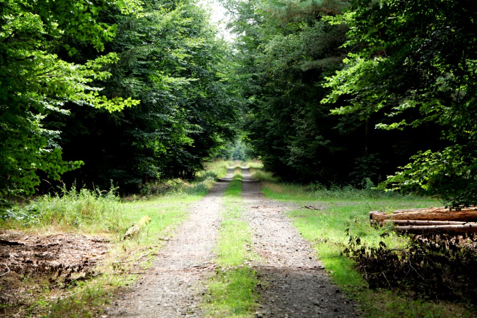 Dannenrod Forest 2020-08-21 62