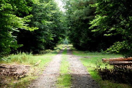 Dannenrod Forest 2020-08-21 62