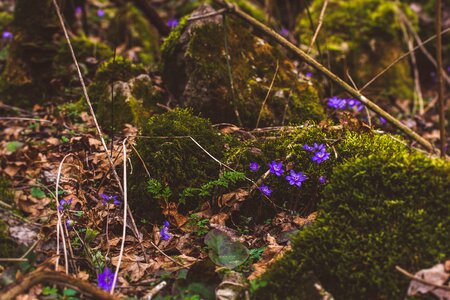 Nature wood forrest