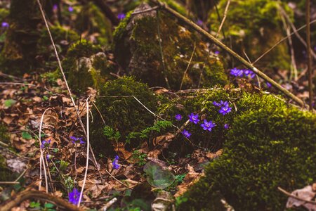 Nature wood forrest photo