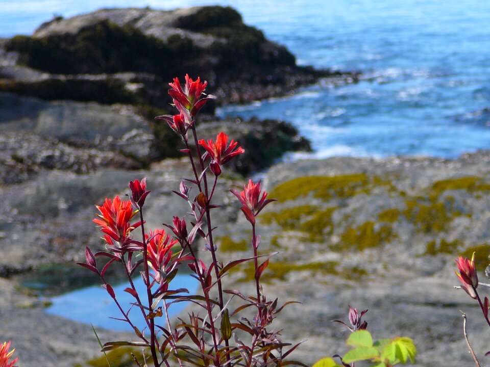 Vancouver island indian paintbrush pacific coast photo