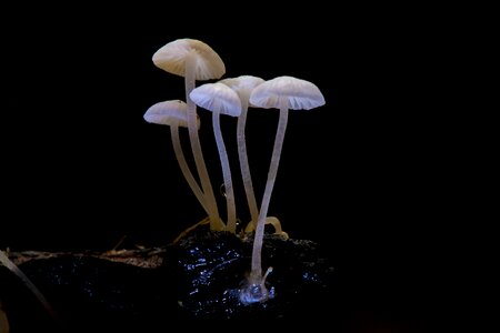 Close up tiny small mushroom