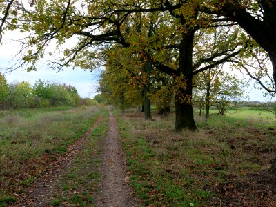Das Heidefeld Großbeeren on 2019-11-05 45