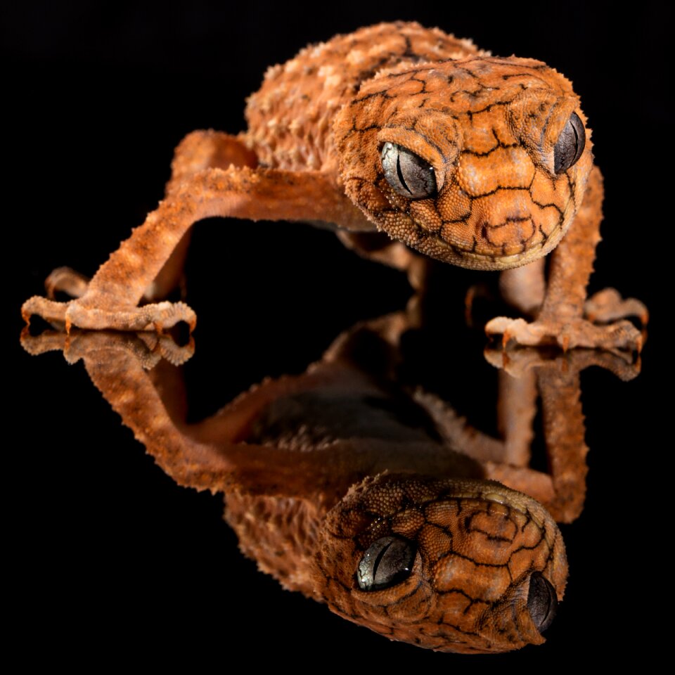 Australia knob-tailed reptile