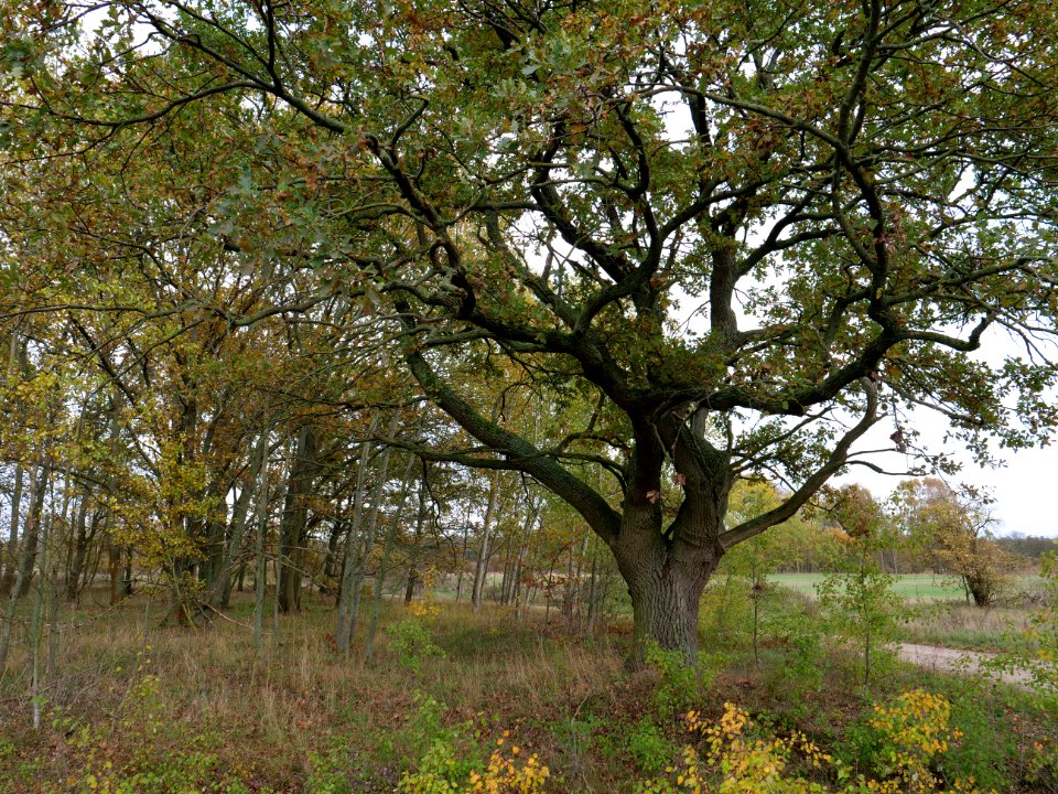 Das Heidefeld Großbeeren on 2019-11-05 32