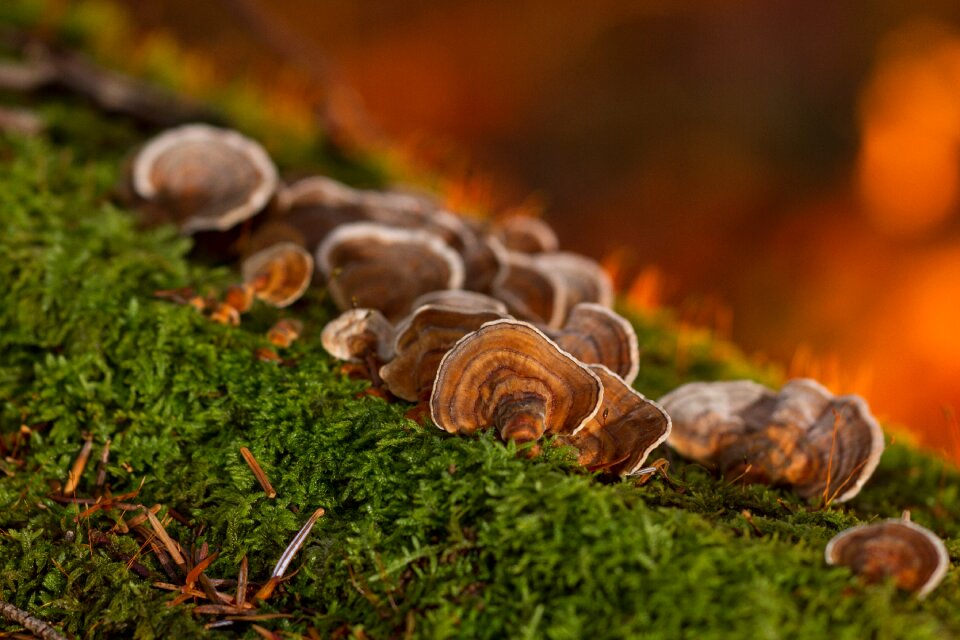 Mushroom moss tree fungus