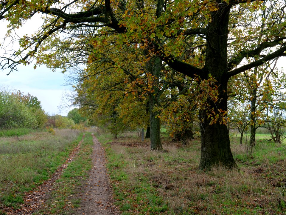 Das Heidefeld Großbeeren on 2019-11-05 44