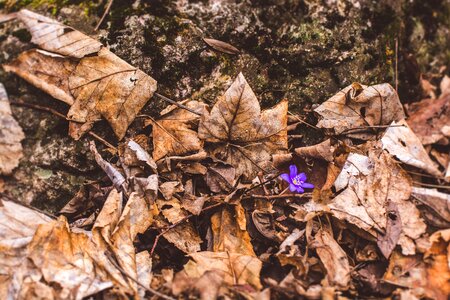 Nature wood forrest photo