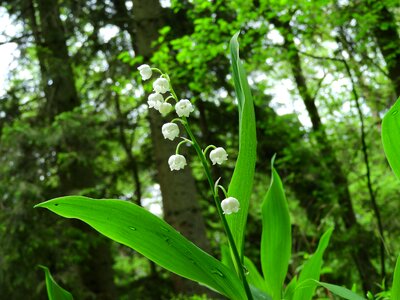 Spring wild flower may photo