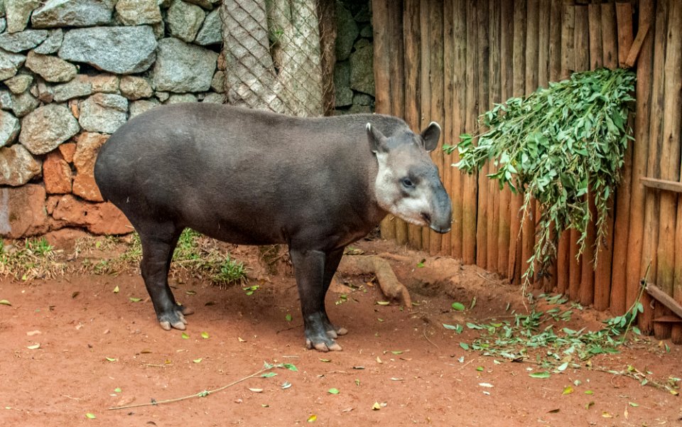 Danta in São Paulo Zoo