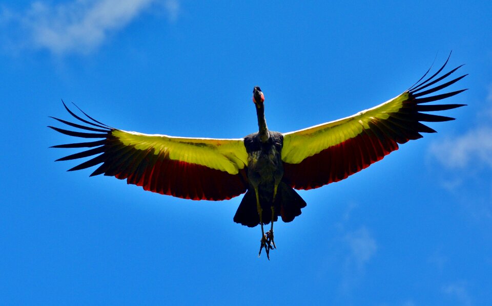 Animal flying nature