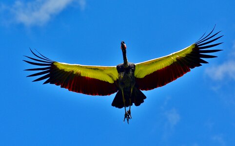 Animal flying nature