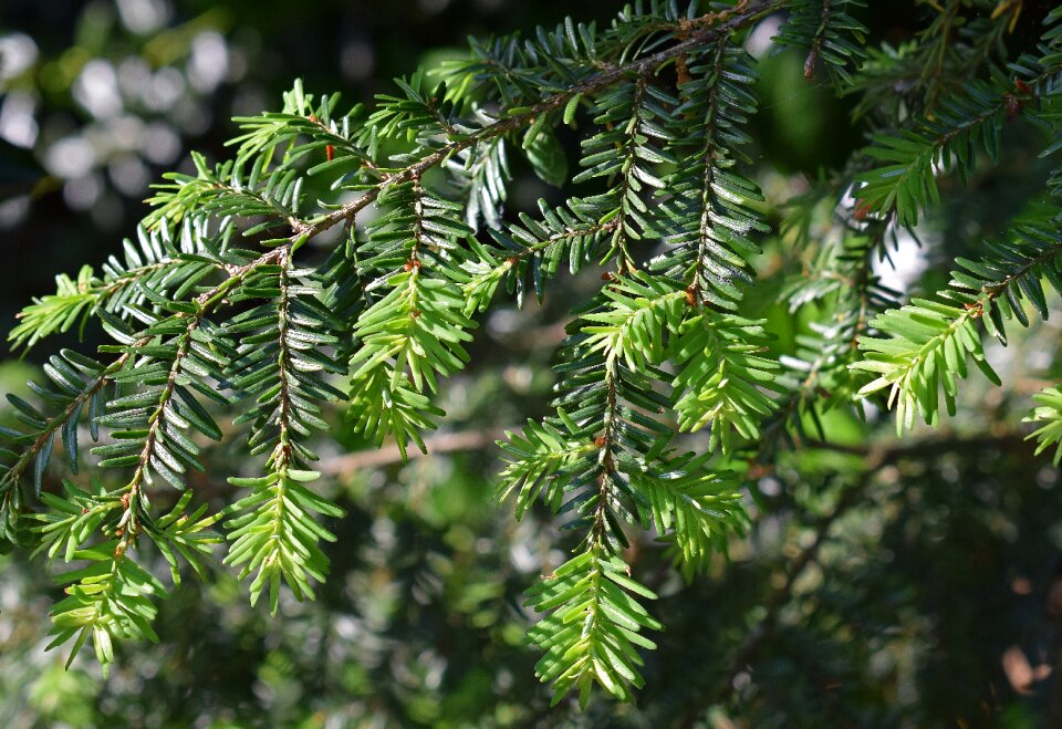 Shrub plant ornamental