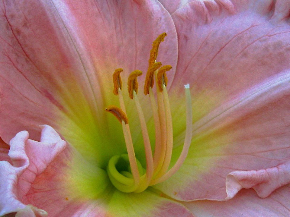 Daylily, Close-Up, Beechview, 2020-06-20, 01