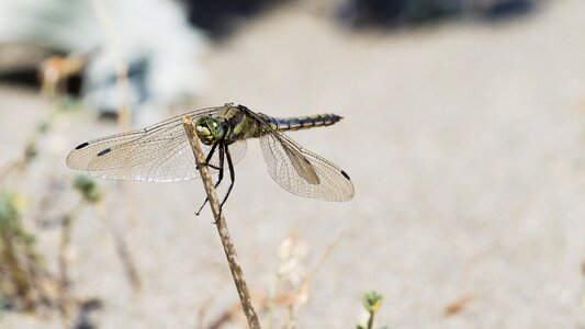 Dragonfly nature close up photo