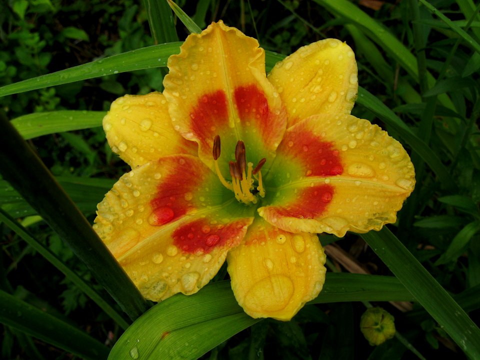Daylily, Pittsburgh, 2019-07-07, unnamed hybrid 02