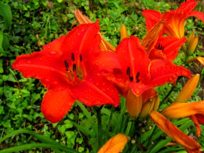 Daylily, Pittsburgh, 2019-07-07, unnamed hybrid 03