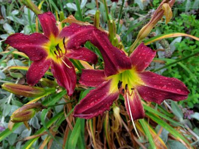Daylily in the rain, 2021-07-01, Beechview, 02
