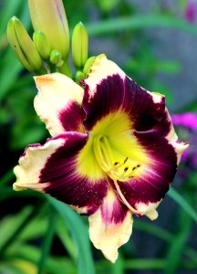 Daylily5