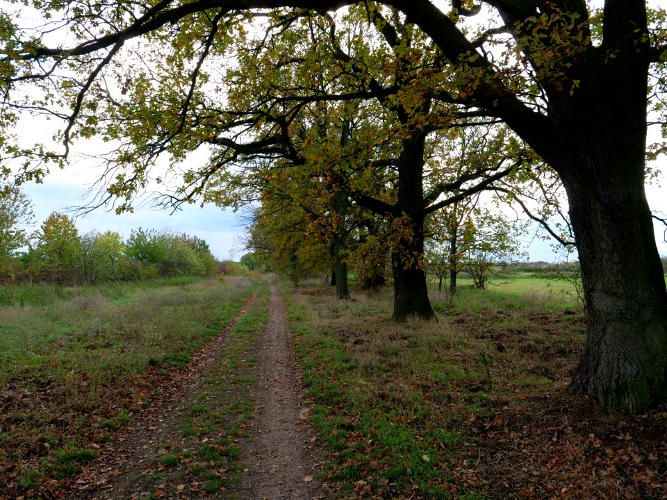 Das Heidefeld Großbeeren on 2019-11-05 43