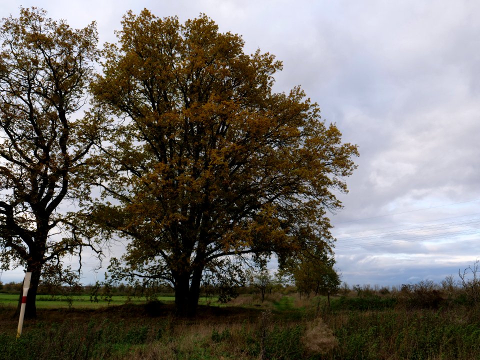 Das Heidefeld Großbeeren on 2019-11-05 41