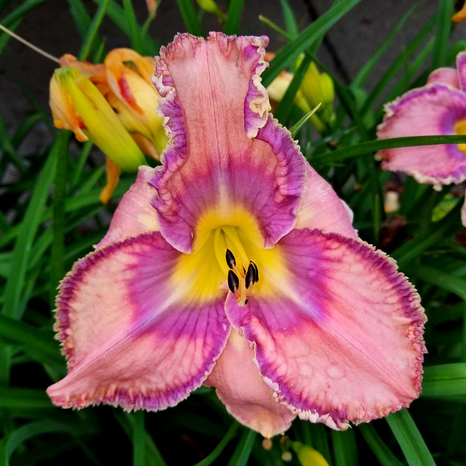 Daylily - Arlington, MA - 03