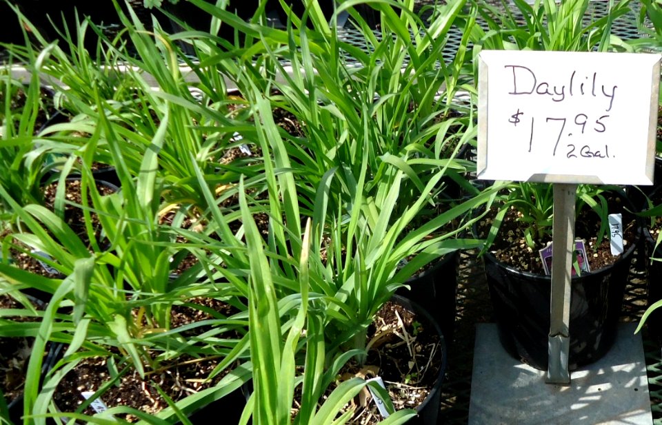Daylily plants growing in NJ in April