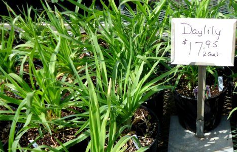 Daylily plants growing in NJ in April