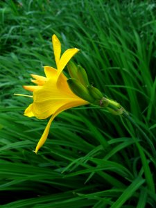 Daylily, 2020-05-25, Beechview, 02