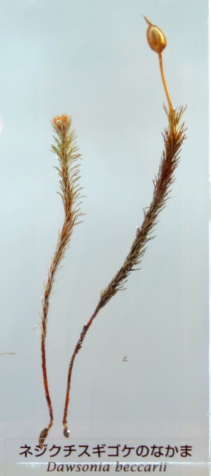 Dawsonia beccarii - National Museum of Nature and Science, Tokyo - DSC07596