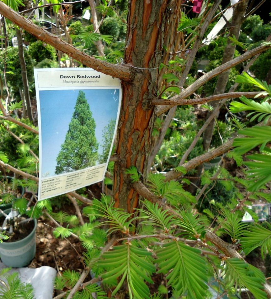 Dawn Redwood plants growing in NJ in April